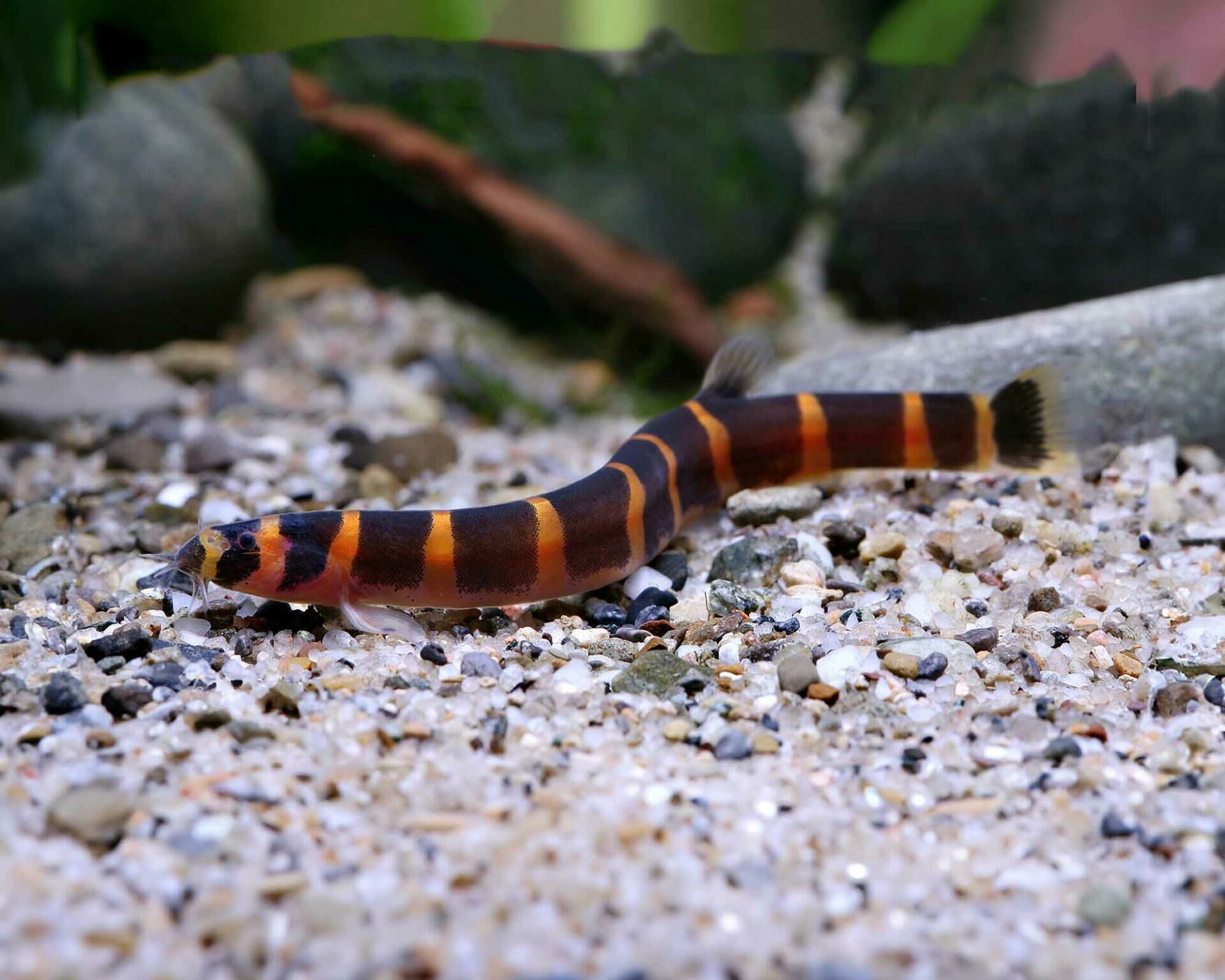 Imagem do Kuhli Loach